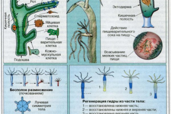 Настоящая ссылка на кракен