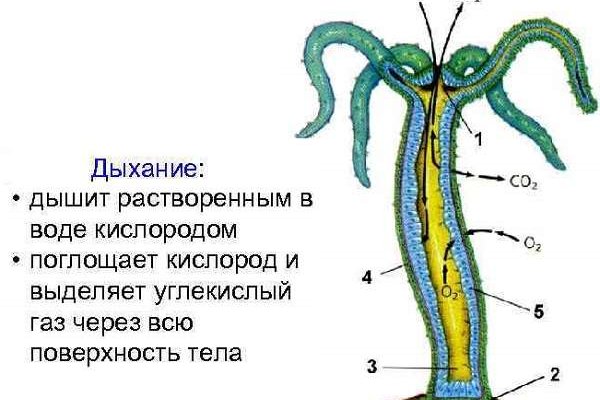 Кракен даркнет вход