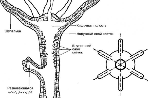 Кракен даркнет плейс